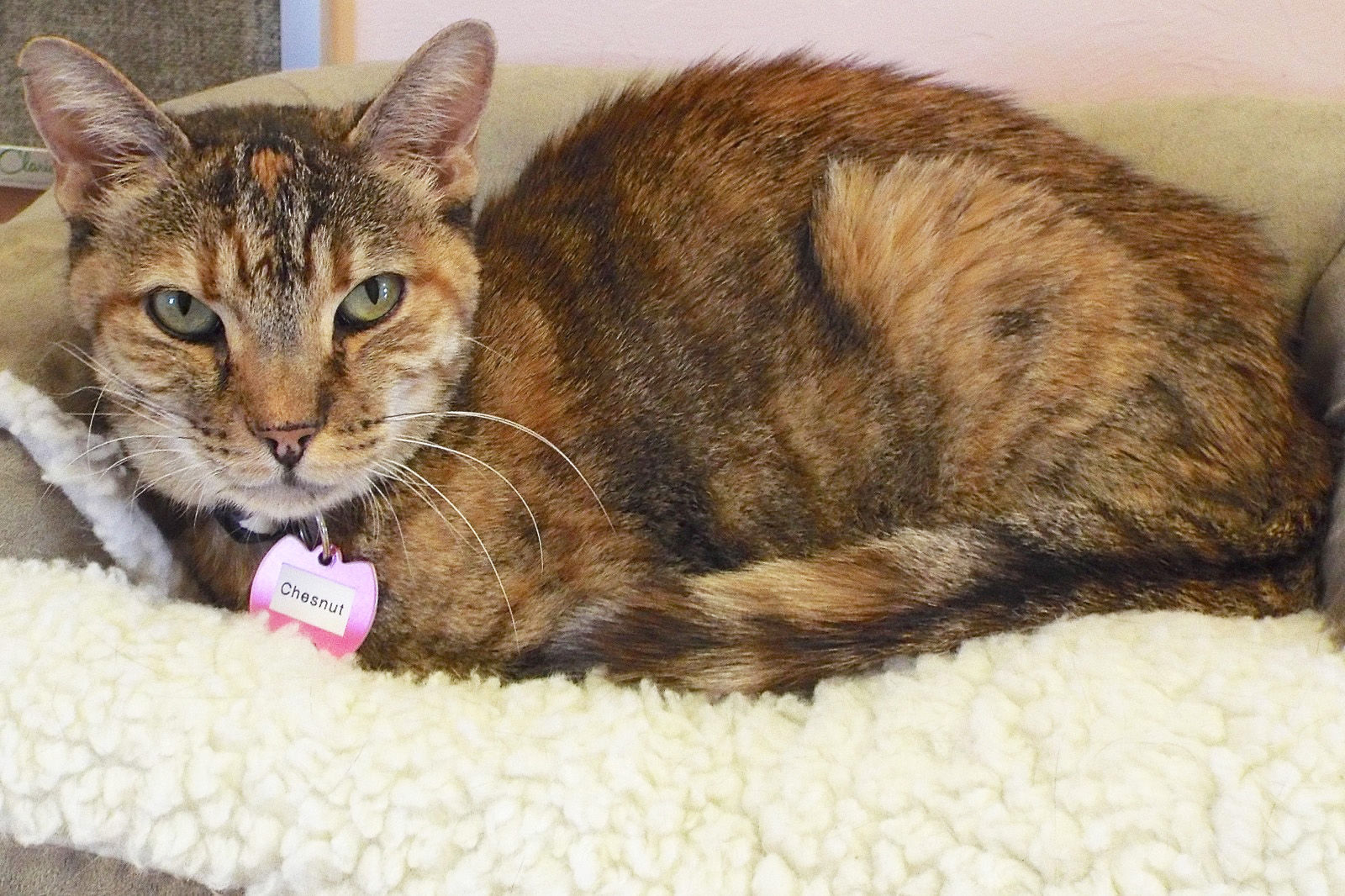 Adopt A Friend: Chestnut